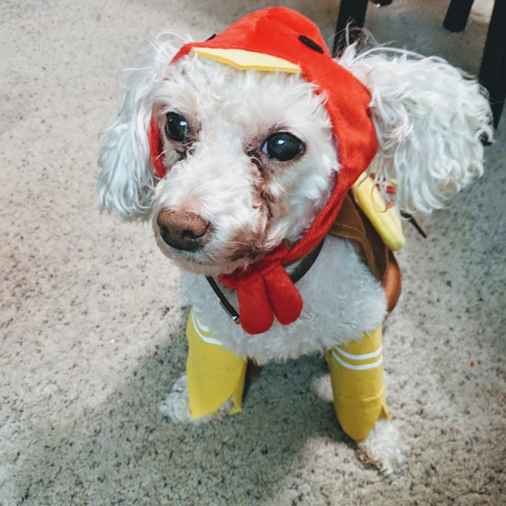 Rubie's Turkey Dog & Cat Thanksgiving Costume